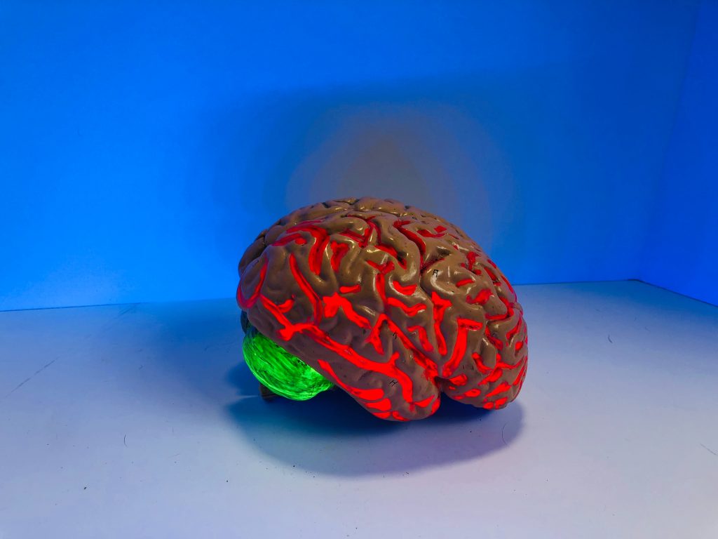 model of a brain